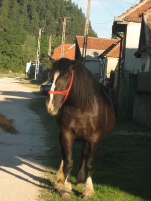 Cai 2011 Teliu
