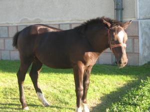 Cai 2011 Teliu