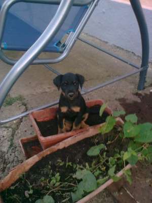 VAND CATEI JAGD TERRIER PT.VANATOARE LA MISTRETI