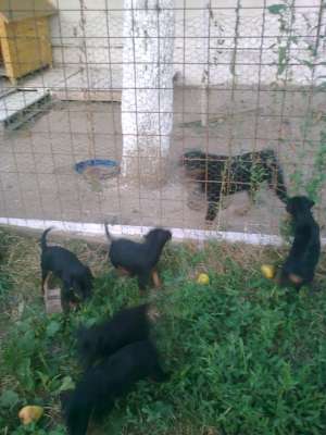 VAND CATEI JAGD TERRIER PT.VANATOARE LA MISTRETI