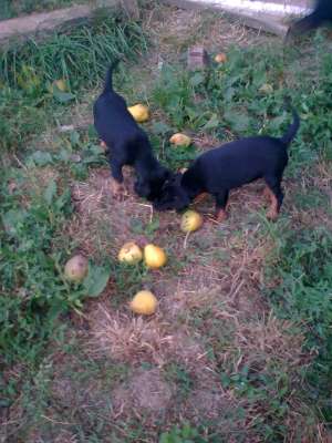 VAND CATEI JAGD TERRIER PT.VANATOARE LA MISTRETI