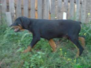 vand masculi rottweiler