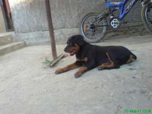 vand masculi rottweiler