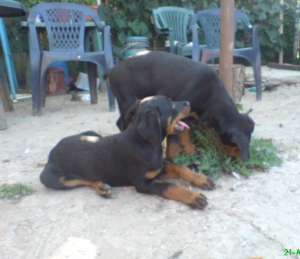 vand masculi rottweiler