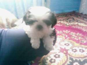 PUI BICHON 99 EURO