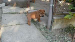 Vand pui shar pei