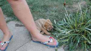 Vand pui shar pei
