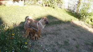 Vand pui shar pei