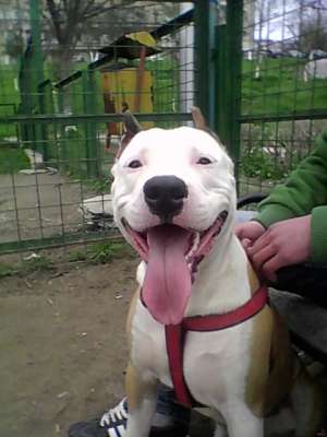 vand puii amstaff in calarasi si mai multe judete din tara