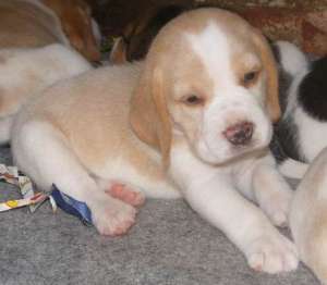 Vanzare Beagle