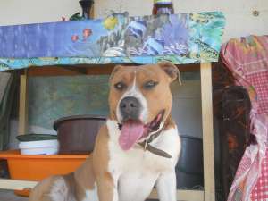 monta amstaff