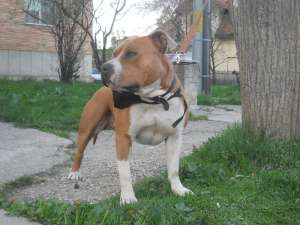 monta amstaff