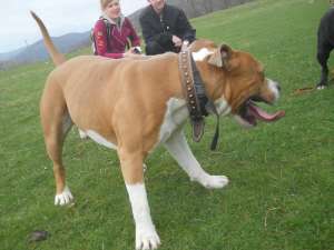 monta amstaff