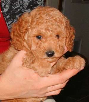 Vanzare Caniche Pitic