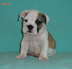 DE VANZARE BULLDOG ENGLEZ,  de vanzare pui  de BULLDOG ENGLEZ cu pedigree
