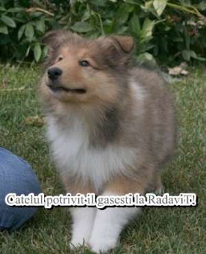 Vanzare Collie
