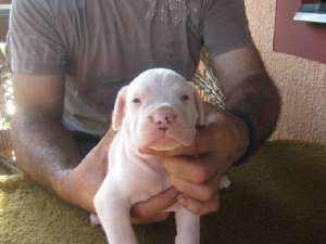 Vanzare Dog Argentinian