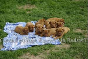 Dog de Bordeaux-vanzare