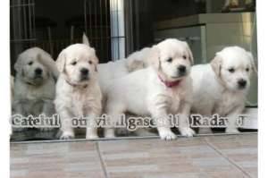 Golden Retriever-vanzare
