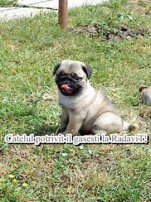 Mops-vanzare