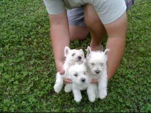 Westie-vanzare