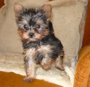 Yorkshire Terrier Toy-vanzare