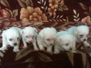 Bichon Maltez