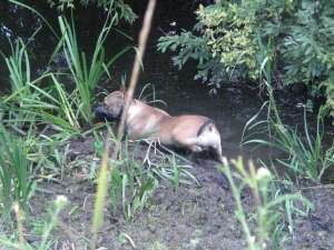 ofer mascul amstaff pt monta