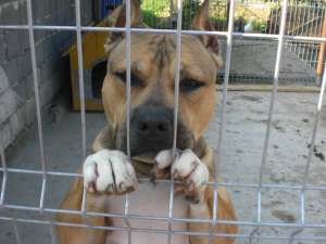 ofer mascul amstaff pt monta