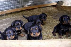CATEI ROTTWEILER!