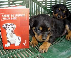 CATEI ROTTWEILER!