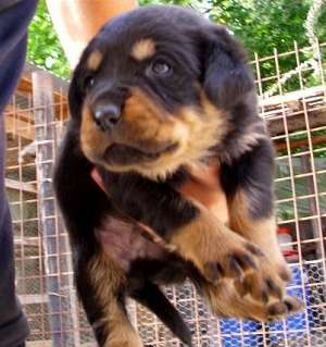 CATEI ROTTWEILER!
