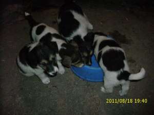 De vanzare Fox terrier