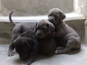 pui cane corso superbi