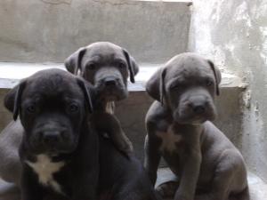 pui cane corso superbi