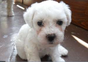 Bichon Frise