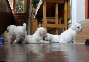 Bichon Frise