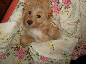Vand pui Bichon-baietel superb