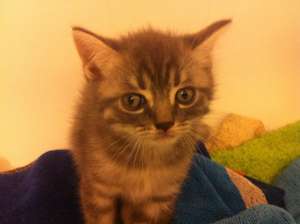 Vand pui Bristish Short Hair silver tabby