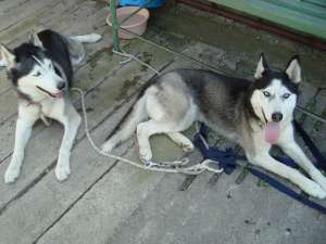 husky siberian