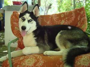 husky siberian
