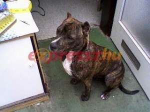 Vand pui amstaff cu parinti de exceptie (pedigree)