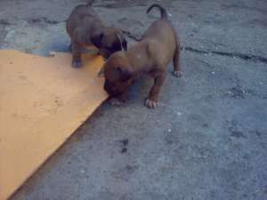 Vand pui amstaff cu parinti de exceptie (pedigree)