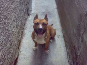 Vand pui amstaff cu parinti de exceptie (pedigree)
