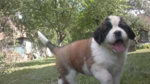 Vand pui Saint Bernard