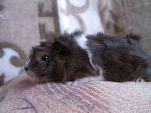 Porcusor de guineea(femela)