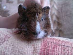 Porcusor de guineea(femela)