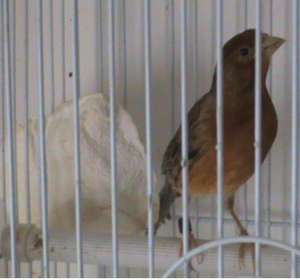 vand canari