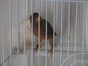 vand canari