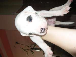 Vand puii de dog argentinian!